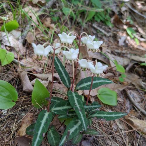 white flowers with white filaments, light-pink anthers along green leaves and red-white stems