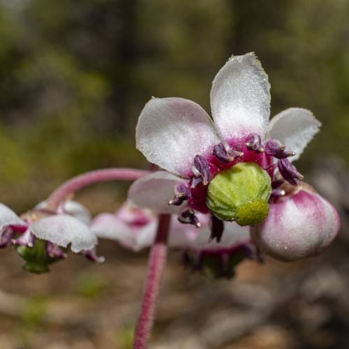 pink-white flowers with lime center, purple stamens and purple-pink stems