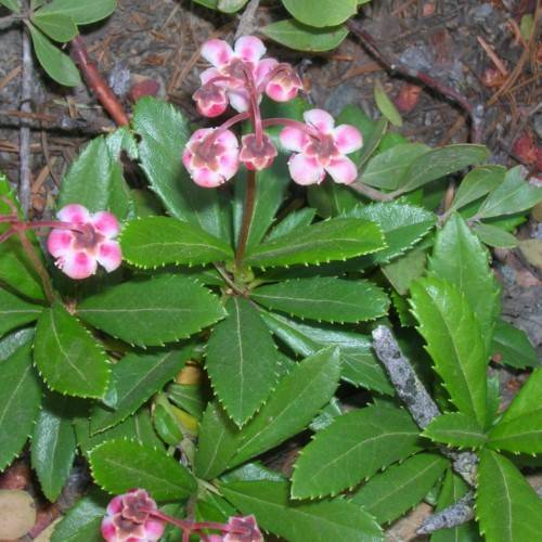 pink-white flowers with brown sepals, green leaves and burgundy stems