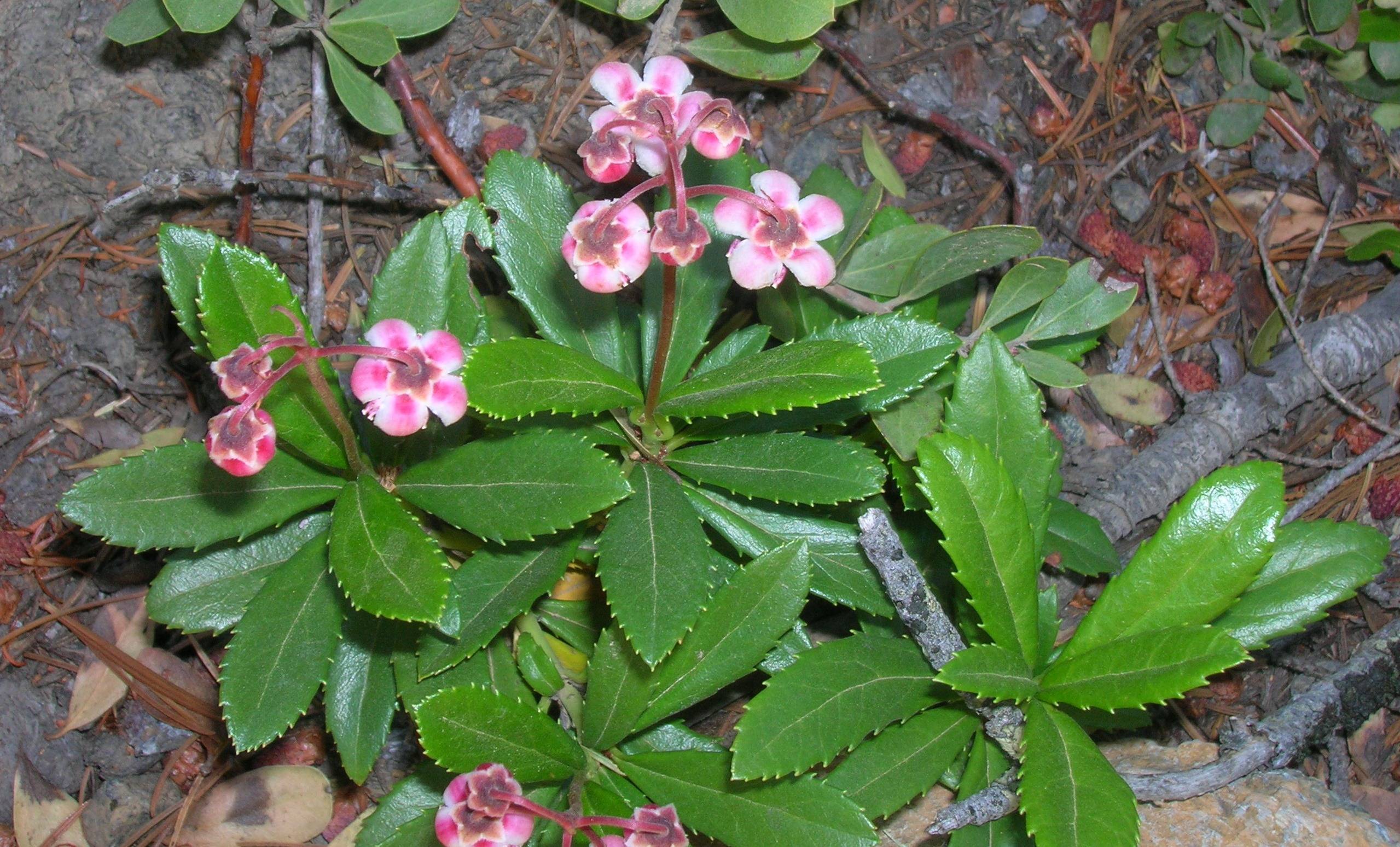 pink-white flowers with brown sepals, green leaves and burgundy stems