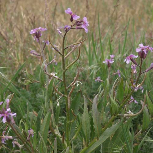 purple-pink flowers, green leaves and green-brown stems