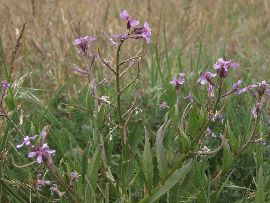 purple-pink flowers, green leaves and green-brown stems