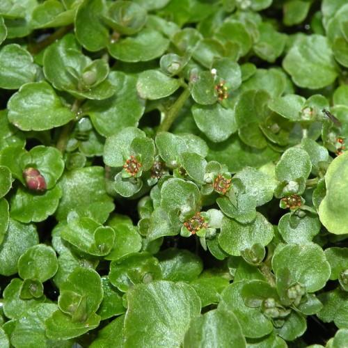 Red-green flowers, green leaves and stem.