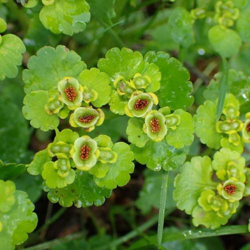 yellow-lime fruits with red seeds, yellow-lime flowers, foliage and green stems