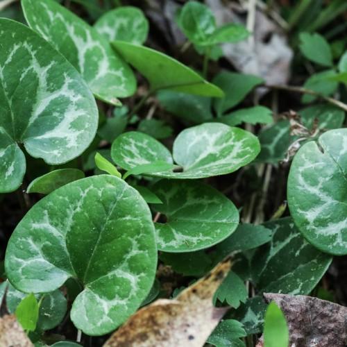 Green-white leaves with green petiole, white midrib and veins.