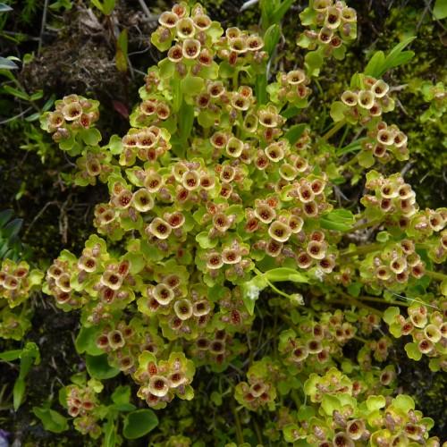 Beige-red flowers, lime-green leaves and stem.