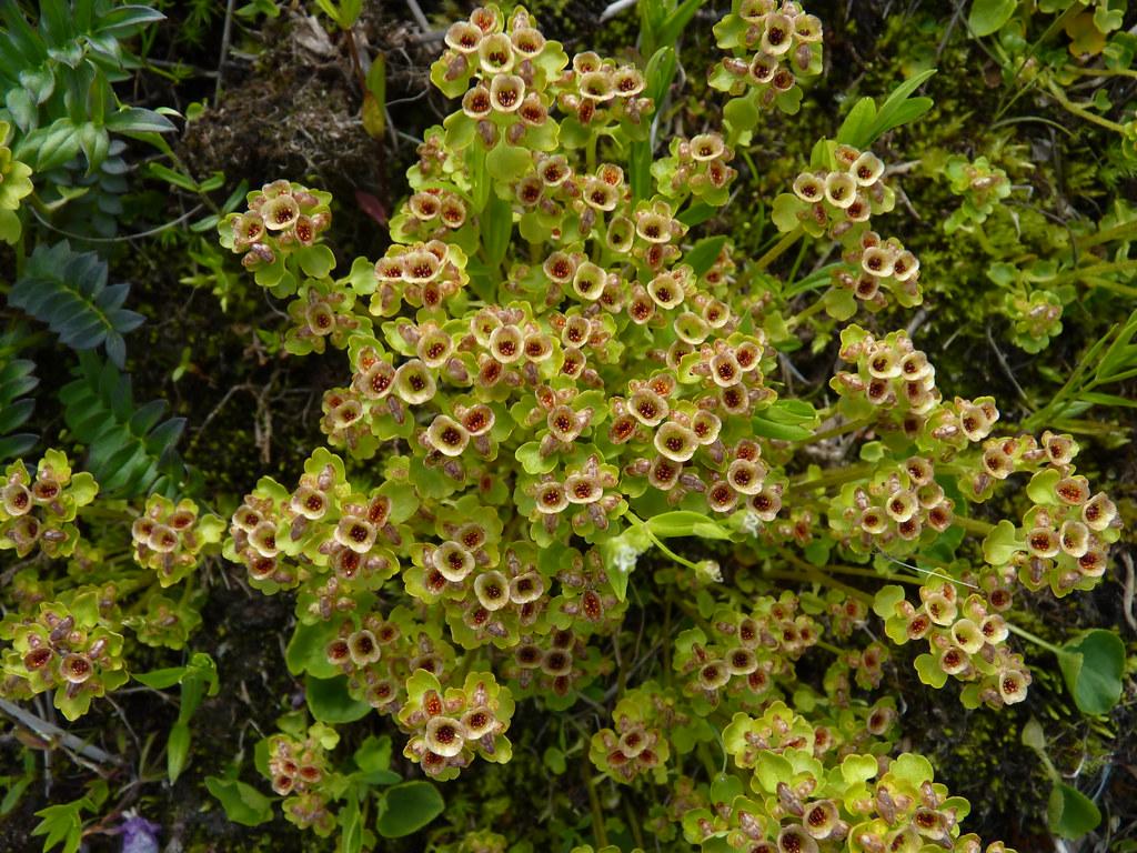 Beige-red flowers, lime-green leaves and stem.