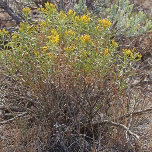 yellow flowers, lime leaves and brown stems and branches