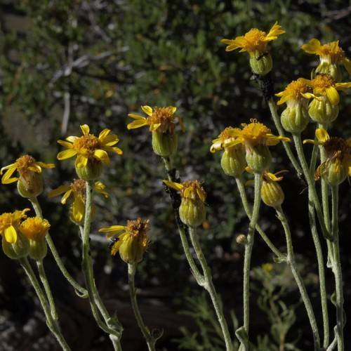 yellow flowers with brown-yellow center, yellow-green ovaries, green foliage and stems
