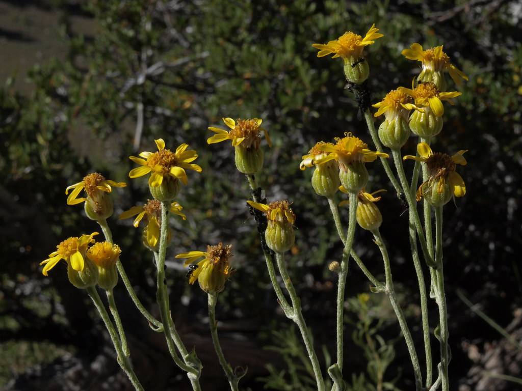 yellow flowers with brown-yellow center, yellow-green ovaries, green foliage and stems

