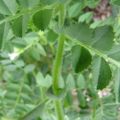green leaves and lime-green stems