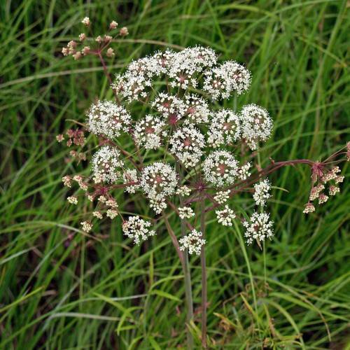 white flowers with green foliage and red-purple stems
