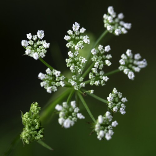 White flower with green pedicel and stem.
