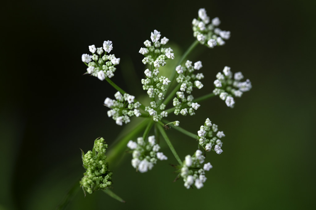 white flowers with green-white buds, green leaves and stems