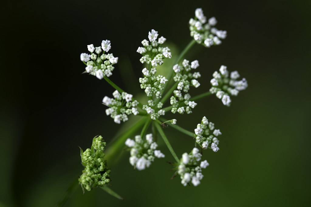 white flowers with green-white buds, green leaves and stems