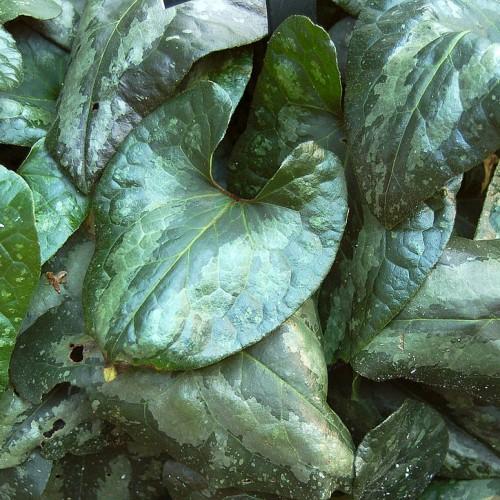 Dark-green leaves with yellow midrib, veins and blades.