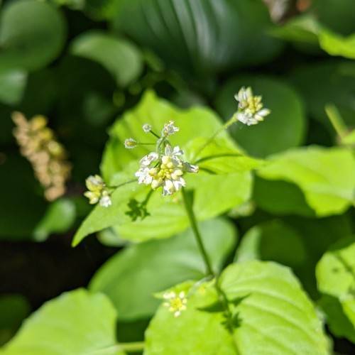 white-yellow flowers with yellow-white buds, lime leaves and stems
