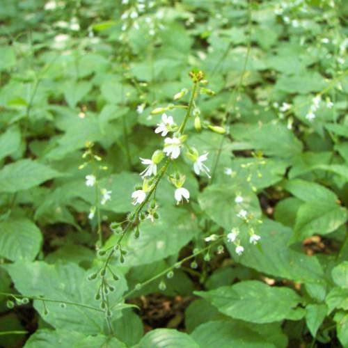 white flowers with lime buds, green leaves and stems