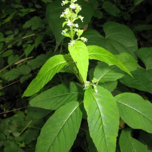 white flowers with lime leaves and stems