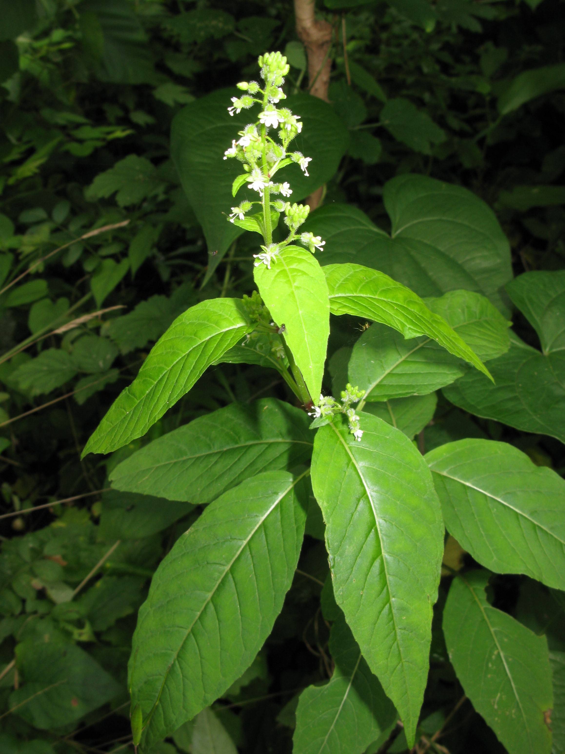 white flowers with lime leaves and stems