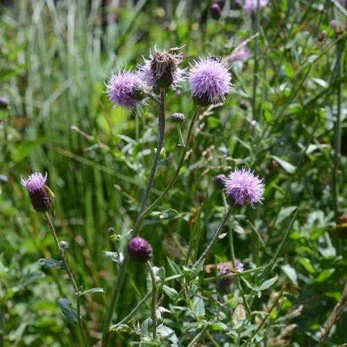 light-purple flowers with purple-brown buds, green leaves and green-brown stems