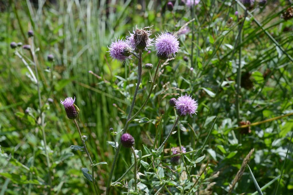 light-purple flowers with purple-brown buds, green leaves and green-brown stems