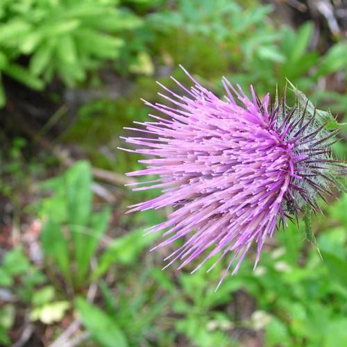 a purple flower with green leaves