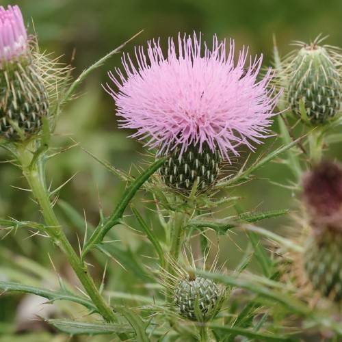 light-pink flowers with dark-green sepals, buds and light-green needles, foliage and green stems