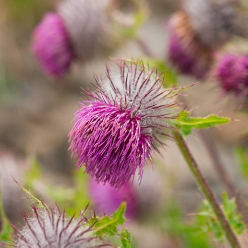 pink-grey flowers with lime leaves and lime-brown stems