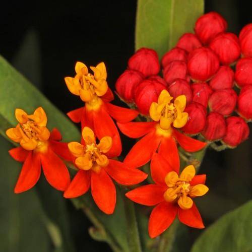 Red floral buds and orange-yellow flowers on a green stem burly green leaves.
