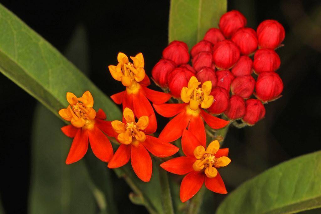 Red floral buds and orange-yellow flowers on a green stem burly green leaves. 