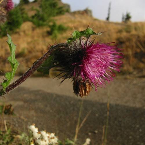 purple-pink flower with brown-yellow bud, green leaves and burgundy stem
