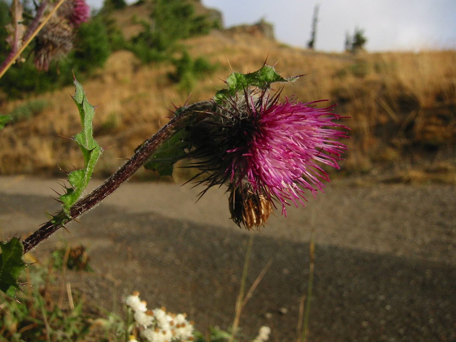 purple-pink flower with brown-yellow bud, green leaves and burgundy stem