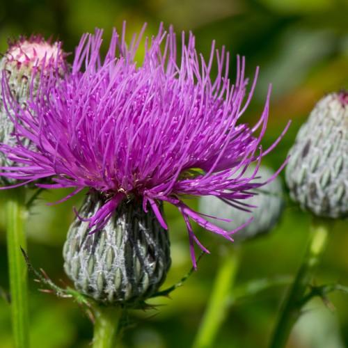 Magenta flower with gray-green bulb, green sepal and stem.