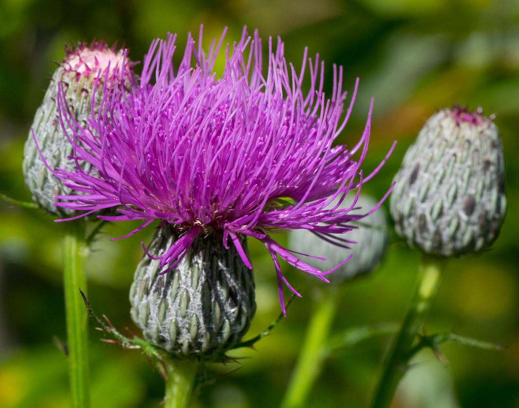 Magenta flower with  gray-green bulb, green sepal and stem.