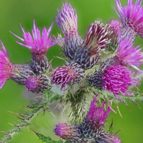 purple-pink flowers and buds, green foliage and stems with red needles