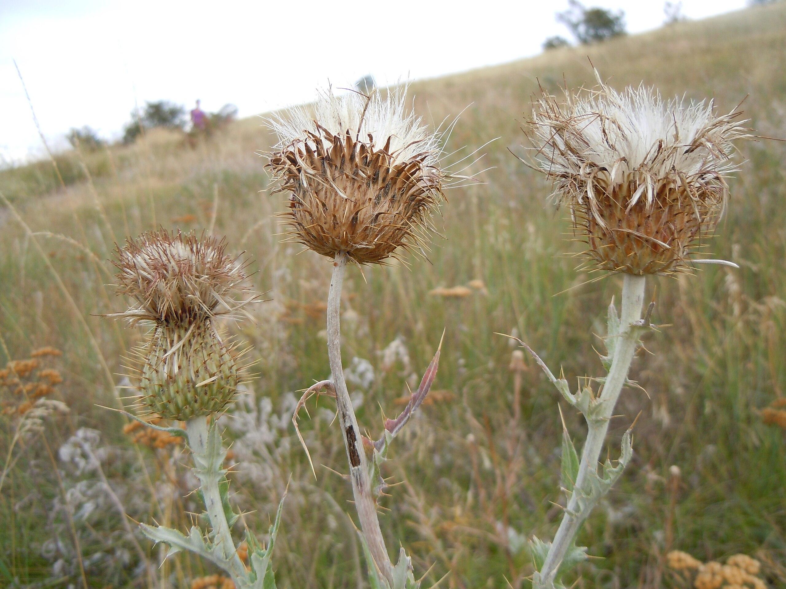 White flowers with brown bulbs, silver-green stems and leaves with orange blades.