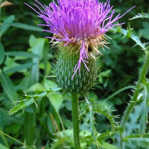 Magenta flower with green bulb, stem and green leaves, white blades.