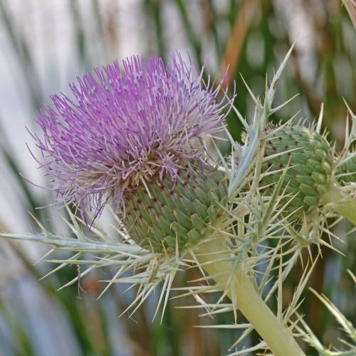 a light-purple flower and a light-green bud with needles and yellow stems
