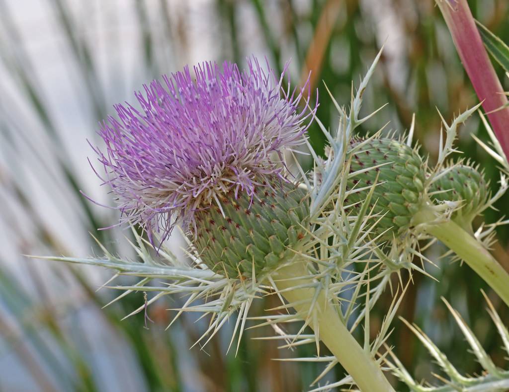 a light-purple flower and a light-green bud with needles and yellow stems