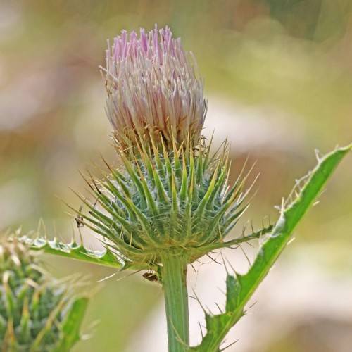 a purple-green flower with yellow-green needles, green leaves and stems
