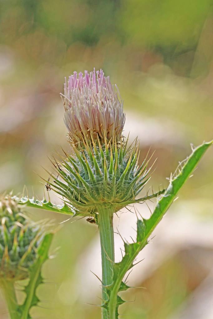 a purple-green flower with yellow-green needles, green leaves and stems
