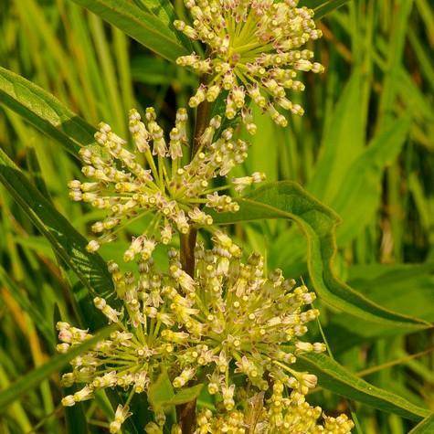 Green foliage and pink-white-purple flowers blooming on top maroon stem.