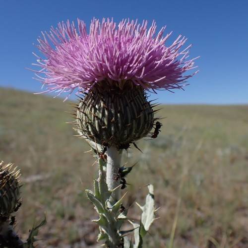 a purple-green flower with red-green needles, light-green leaves and stems