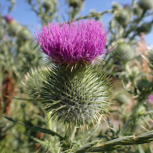 a purple-green flower with green needles, leaves and green stems