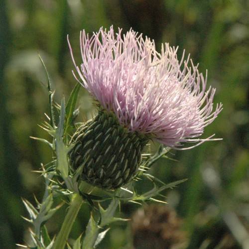 pink-green flower with light-green sepals, needles, light-green leaves and stems