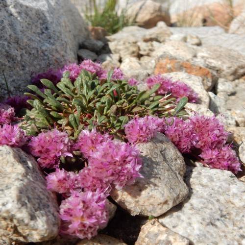 pink flowers with green leaves and stems