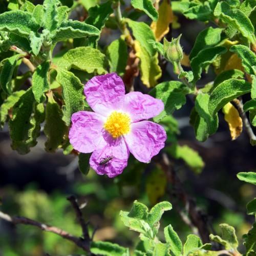 Magenta flower with gold center, green leaves and brown stem.