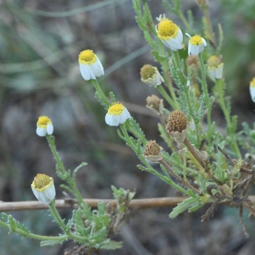 white flowers with yellow center, green-brown buds, green foliage and green-brown stems