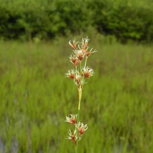 White-brown flowers with green stem.